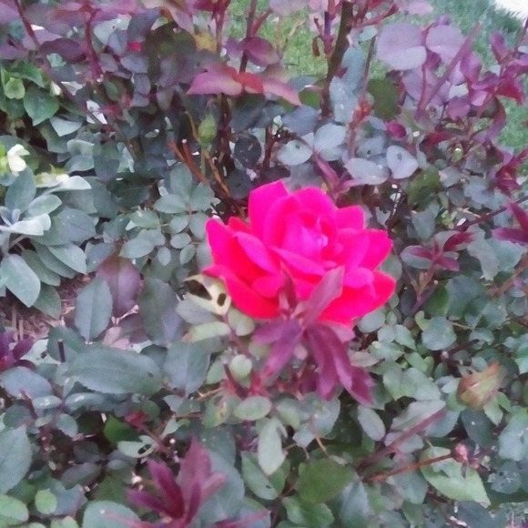 -Meet your Posher, Tara- - Picture 1 of 1